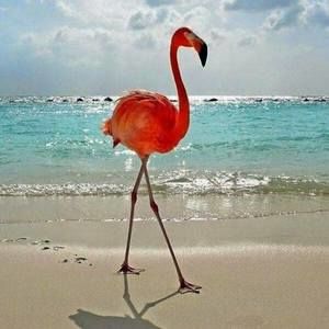 Meet your Posher, Krystle